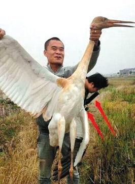 鸡鸣白鹤最新爆料,娱乐圈最新爆料大起底